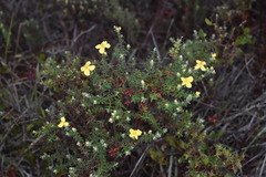 Hypericum microsepalum
