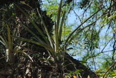 Aechmea distichantha