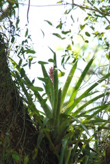 Aechmea distichantha