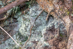Lepraria finkii