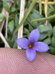 Houstonia pusilla