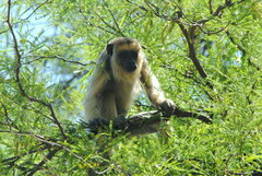 Alouatta caraya