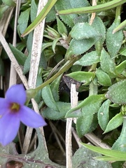 Houstonia pusilla