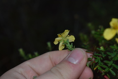 Hypericum microsepalum