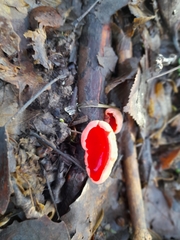 Sarcoscypha austriaca