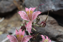 Alstroemeria