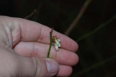 Vaccinium elliottii