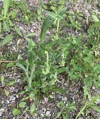 Erigeron philadelphicus