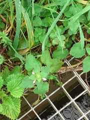 Lamium purpureum