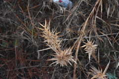 Dichanthelium scabriusculum