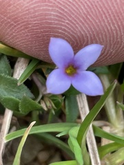 Houstonia pusilla