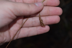 Rhynchospora elliottii