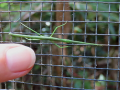 Candovia granulosa