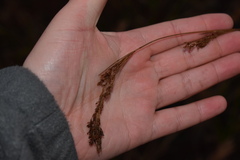 Rhynchospora elliottii