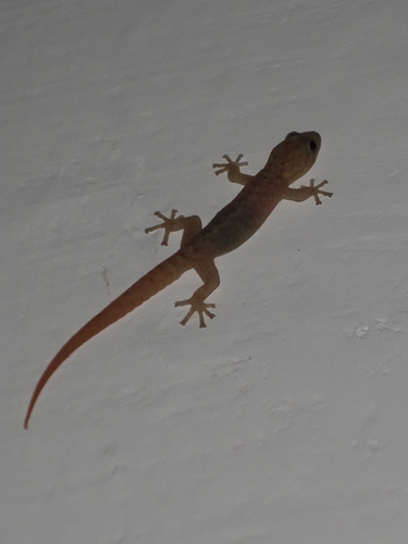 Inland Rock Gecko, Afroedura karroica