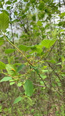 Frangula alnus
