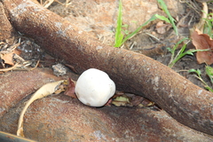 Lycoperdon pratense