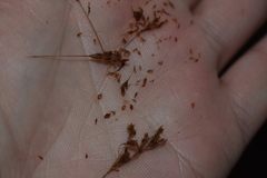 Rhynchospora elliottii