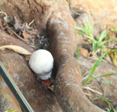 Lycoperdon pratense