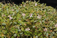 Lobelia oligophylla