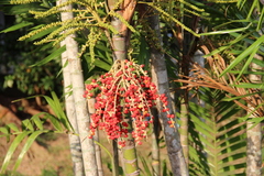 Ptychosperma macarthurii