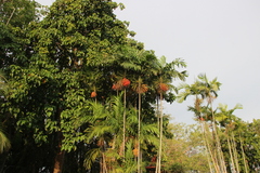 Ptychosperma macarthurii