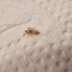 Pediculus humanus capitis