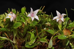 Lobelia oligophylla