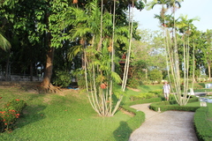 Ptychosperma macarthurii