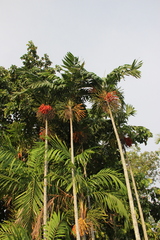 Ptychosperma macarthurii