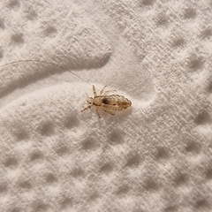Pediculus humanus capitis