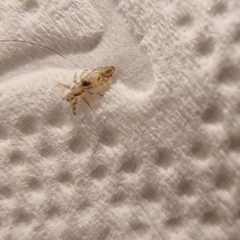 Pediculus humanus capitis