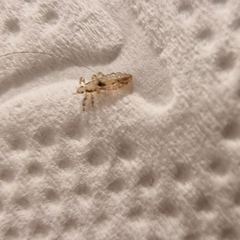 Pediculus humanus capitis
