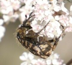 Oxythyrea