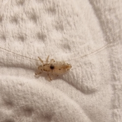 Pediculus humanus capitis