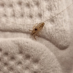 Pediculus humanus capitis