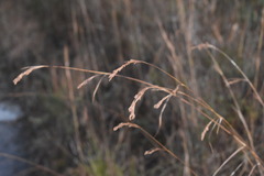 Rhynchospora elliottii