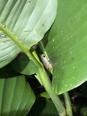 Diasporus