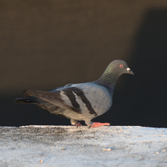 Columba livia domestica