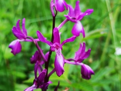 Anacamptis laxiflora