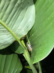 Diasporus