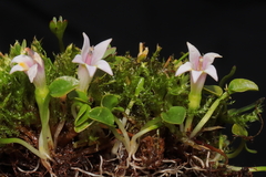 Lobelia oligophylla