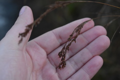 Rhynchospora elliottii