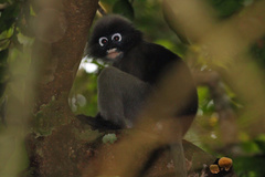 Trachypithecus obscurus