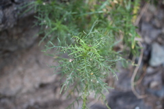 Plectocephalus chilensis