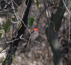 Pyrocephalus rubinus