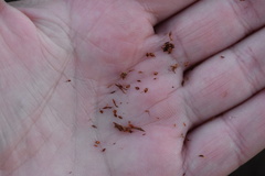 Rhynchospora elliottii