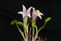 Lobelia oligophylla