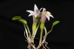 Lobelia oligophylla