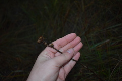 Eurybia eryngiifolia
